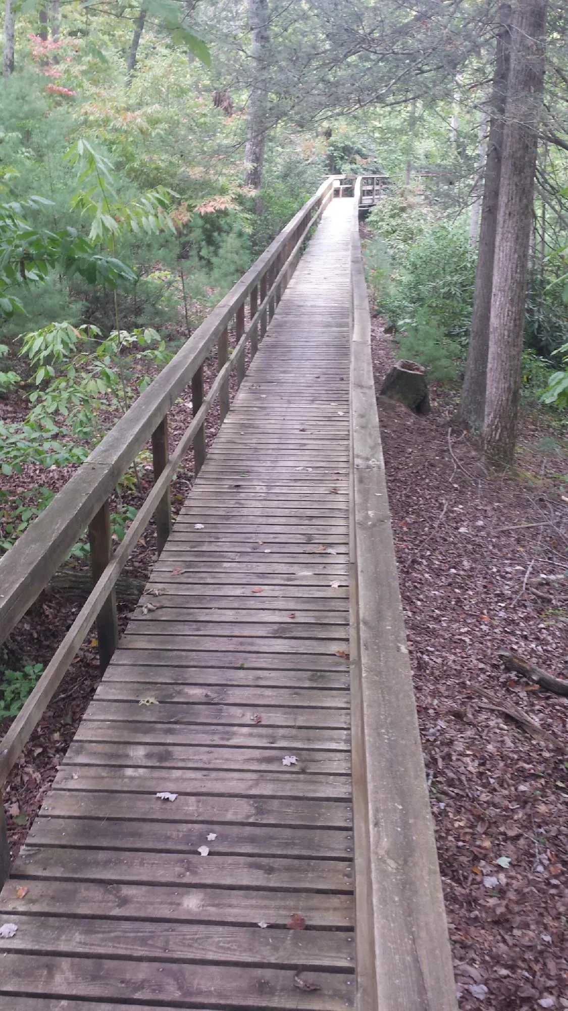 Long wood walkway with handrails built through the woods in Riverdale